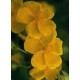 Bach Flower Remedies for Animals - Rock rose